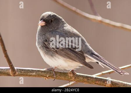 Ein junco sitzt in einem schneebedeckten Baum Stockfoto