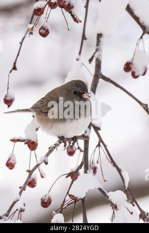 Ein junco sitzt in einem schneebedeckten Baum Stockfoto