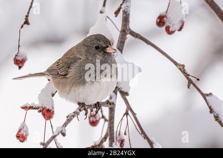 Ein junco sitzt in einem schneebedeckten Baum Stockfoto