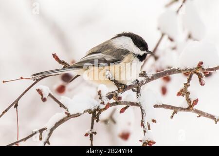 Auf einem schneebedeckten Ast sitzt ein schwarz gekappter Kicheradee Stockfoto