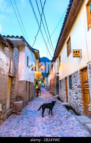 Hund in einer engen Gasse in der Abenddämmerung in Ollantaytambo, Sacred Valley, Peru Stockfoto