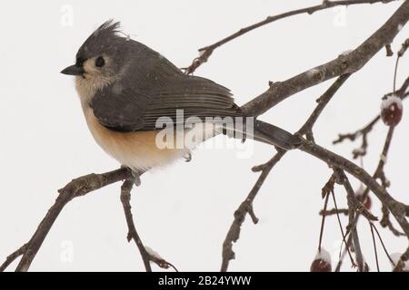 Eine getuftete Titmaus in einem krabbenapfelbaum Stockfoto