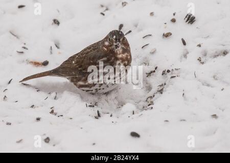 Fox-Sparren an einem verspottete Tag fotografiert Stockfoto