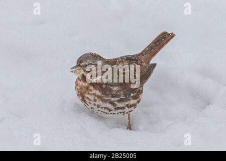 Fox-Sparren an einem verspottete Tag fotografiert Stockfoto