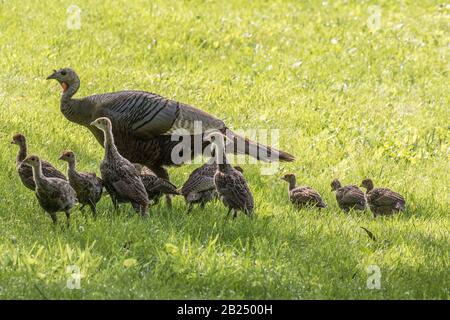 Eine wilde türkei mit ihren Baby-Küken Stockfoto