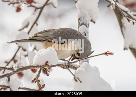 Eine getuftete Titmaus in einem krabbenapfelbaum Stockfoto