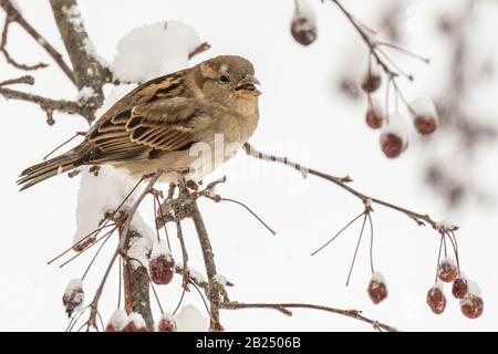 Ein weiblicher Hauspfeil in einem schneebedeckten Baum Stockfoto