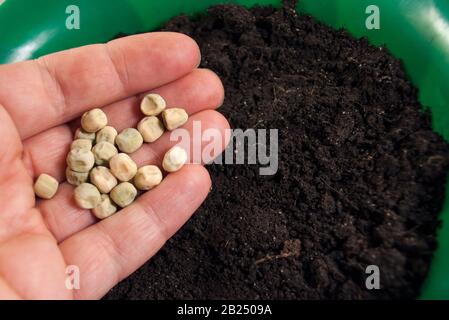 Vor dem Pflanzen in Erde, im grünen Topf, in der Nähe Erbsen Stockfoto