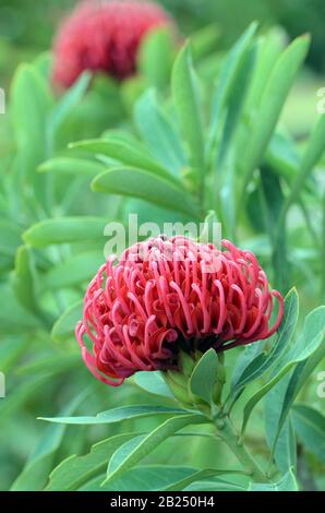 Australischer Einheimischer Telopea Shady Lady Variety of Waratah Flower, Familie Proteaceae. Hybrid zwischen Telopea speciosissima und Telopea oreades Arten Stockfoto