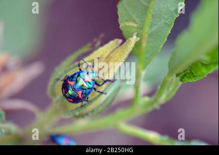 Bunte Hibiscus Harlequin Bug, Tectocoris diophthalmus, Familie Scutelleridus. Endemisch in Australien, Neuguinea und den Pazifischen Inseln. Stockfoto