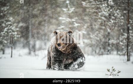 Erwachsener Mann des braunen Bären spaziert im Schnee durch den Winterwald. Vorderansicht. Schneefälle, blizzard. Wissenschaftlicher Name: Ursus arctos. Natürlicher Lebensraum Stockfoto