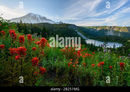 Orangefarbene Paintbrush-Blumen blühen vor dem See unterhalb des Mount Rainier Stockfoto