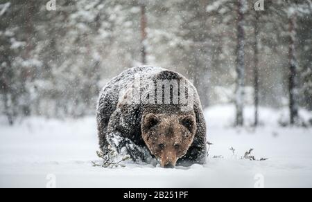 Erwachsener Mann des braunen Bären spaziert im Schnee durch den Winterwald. Vorderansicht. Schneefälle, blizzard. Wissenschaftlicher Name: Ursus arctos. Natürlicher Lebensraum Stockfoto