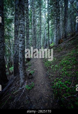 Narrow Trail Durch Thick Forest in Washington Woods Stockfoto