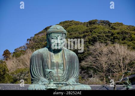 Der riesige Buddha aus Bronze (Daibutsu) im Kotoku-in-Tempel in Kamakura, Japan. Stockfoto