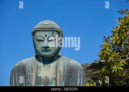 Der riesige Buddha aus Bronze (Daibutsu) im Kotoku-in-Tempel in Kamakura, Japan. Stockfoto