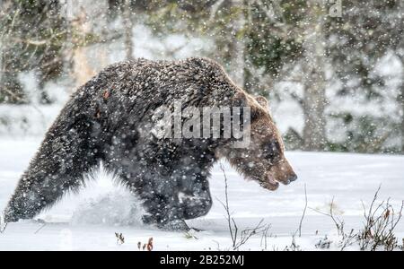 Der Bär spaziert im Schnee durch den Winterwald. Schneefälle, blizzard. Wissenschaftlicher Name: Ursus arctos. Natürlicher Lebensraum. Wintersaison. Stockfoto