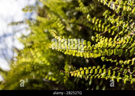 Ein Nahaufnahme des kleinen Farns Asplenium trichomanes, der als Frauenhaar-Spleenwort bekannt ist. Stockfoto