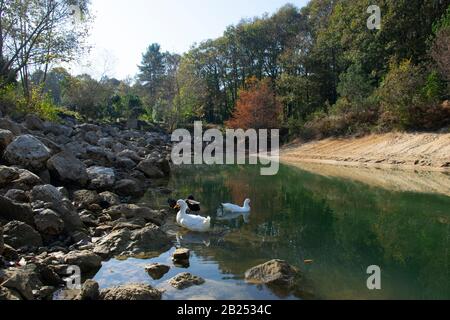 Die Enten schwimmen auf den Teichen. Vögel und Tiere im Tierschutzkonzept. Stockfoto