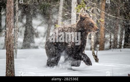 Braunbär-Runns im Schnee im Winterwald. Schneefälle, blizzard. Wissenschaftlicher Name: Ursus arctos. Natürlicher Lebensraum. Wintersaison. Stockfoto