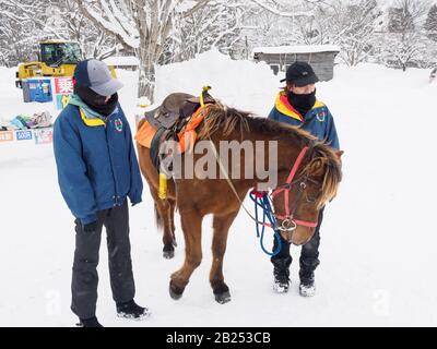 Pony im Schnee auf einem Eisfest in Japan. Stockfoto