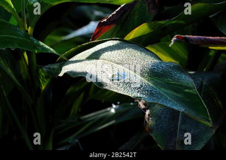 Helle Reflexionen wie Sterne am morgendlichen Tau auf Blättern im Garten, nah in Farbe aufgenommen. Stockfoto