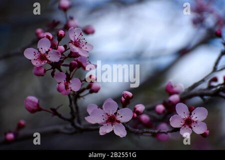 Erste Pflaumenblüten Ende Februar, Arizona, Vereinigte Staaten Stockfoto