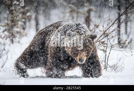 Erwachsener Mann des braunen Bären spaziert im Schnee durch den Winterwald. Vorderansicht. Schneefälle, blizzard. Wissenschaftlicher Name: Ursus arctos. Natürlicher Lebensraum Stockfoto