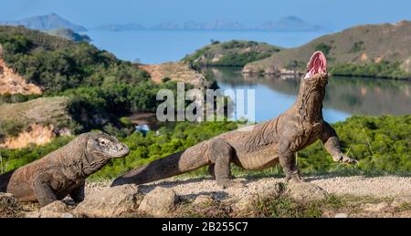 Der Komodo-Drache hob den Kopf mit offenem Mund. Blick auf die Landschaft onb Hintergrund, wissenschaftlicher Name: Varanus Komodoensis. Natürlicher Lebensraum. Indonesien. Stockfoto