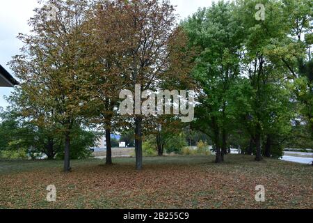 Herbst im Park. EIN paar Bäume mit verwelkten und verfallenen Blättern und ein paar Bäume mit grünen Blättern Stockfoto