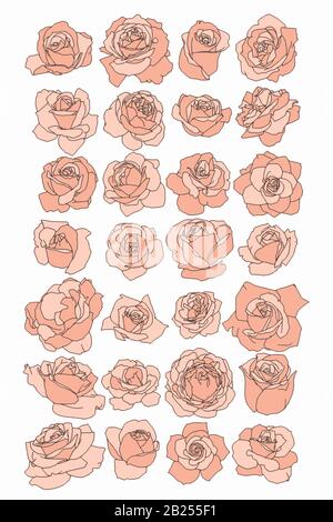 Antike botanische Zeichnungen von Frühlingsblumen. Roses, Ponys und Tulpen, perfekt für Plakate und Logos. Stock Vektor