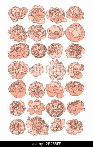 Antike botanische Zeichnungen von Frühlingsblumen. Roses, Ponys und Tulpen, perfekt für Plakate und Logos. Stock Vektor
