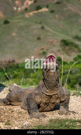 Der Komodo-Drache hob den Kopf mit offenem Mund. Nahaufnahme, wissenschaftlicher Name: Varanus Komodoensis. Natürlicher Lebensraum. Indonesien. Rinca Island. Stockfoto