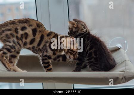 Zwei niedliche bengalische Kätzchen in Gold- und Chorocoalfarbe sitzen auf dem Fensterbett der Katze und spielen. Stockfoto