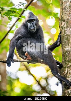 Die Celebes krebierten Makaque am Baum. Cremefarbter schwarzer Makaque, Sulawesi cremed macaque, sulawesi macaque oder der schwarze Affe. Natürlicher Lebensraum. Sulawes Stockfoto