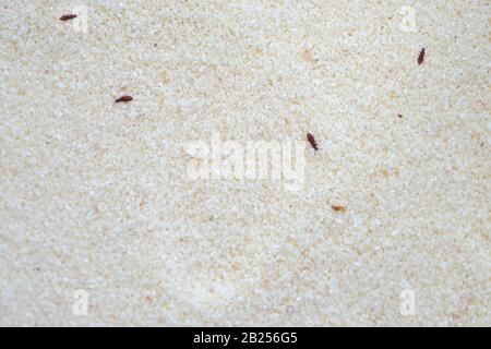 Der verwirrte Mehlkäfler Tribolium confusum auf Semolina Draufsicht. Kleine braune Käfer auf Kruppe, schädliche Insekten in der Nahrung. Stockfoto