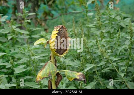 Trockene Sonnenblume auf einem Grund von hohem Gras. Gereifte Sonnenblume ohne Samen im Herbst. Stockfoto