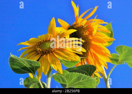 Leuchtend gelbe Sonnenblumen setzen auf ein Glückliches Gesicht Stockfoto