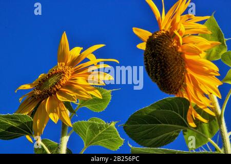 Leuchtend gelbe Sonnenblumen setzen auf ein Glückliches Gesicht Stockfoto