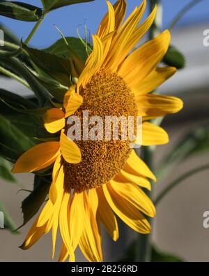 Leuchtend gelbe Sonnenblumen setzen auf ein Glückliches Gesicht Stockfoto