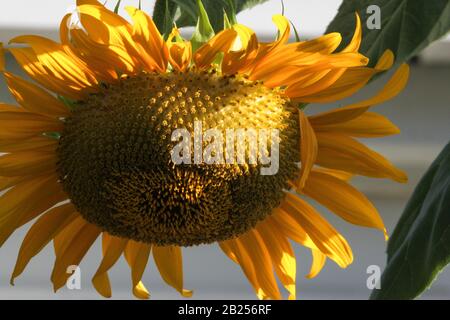 Leuchtend gelbe Sonnenblumen setzen auf ein Glückliches Gesicht Stockfoto