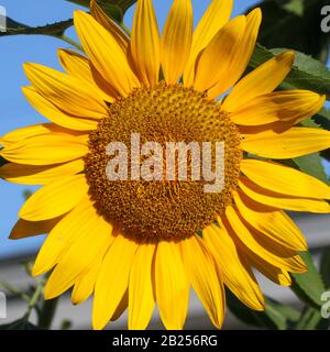 Leuchtend gelbe Sonnenblumen setzen auf ein Glückliches Gesicht Stockfoto