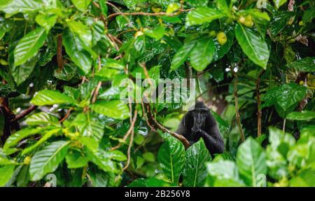 Die Celebes krebsen im Regen Makaque am Zweig des Baumes. Cremefarbter schwarzer Makaque, Sulawesi cremed macaque, sulawesi macaque oder der schwarze Affe Stockfoto