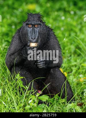 Die Celebes cremefarben Makaque mit Früchten. Grüner natürlicher Hintergrund. Cremefarbter schwarzer Makaque, Sulawesi cremed macaque, sulawesi macaque oder der schwarze Affe. Stockfoto