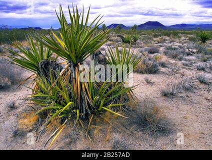 Yucca und Agave-Pflanzen und Schlackenkegel im mojave-nationalpark in kalifornien Stockfoto