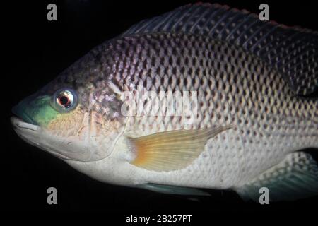 Die Mosambik-Tilapia (Oreochromis mossambicus) ist ein im Südosten Afrikas heimischer orochrominischer Buntbarsch. Matt, die Mosambik Tilapia o Stockfoto