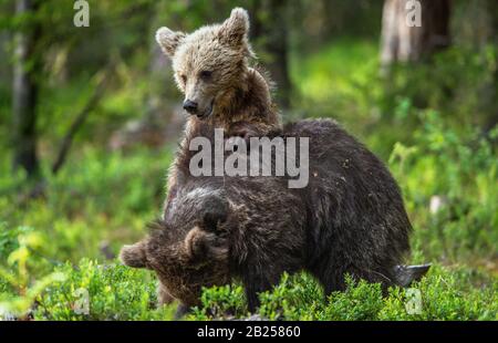 Braune Bärenkuppen kämpfen spielerisch im Sommerwald. Wissenschaftlicher Name: Ursus Arctos Arctos. Natürlicher Lebensraum. Stockfoto