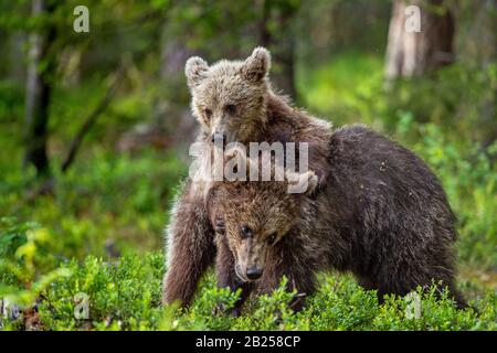 Braune Bärenkuppen kämpfen spielerisch im Sommerwald. Wissenschaftlicher Name: Ursus Arctos Arctos. Natürlicher Lebensraum. Stockfoto