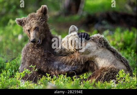 Braune Bärenkuppen kämpfen spielerisch im Sommerwald. Wissenschaftlicher Name: Ursus Arctos Arctos. Natürlicher Lebensraum. Stockfoto