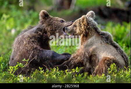 Braune Bärenkuppen kämpfen spielerisch im Sommerwald. Wissenschaftlicher Name: Ursus Arctos Arctos. Natürlicher Lebensraum. Stockfoto